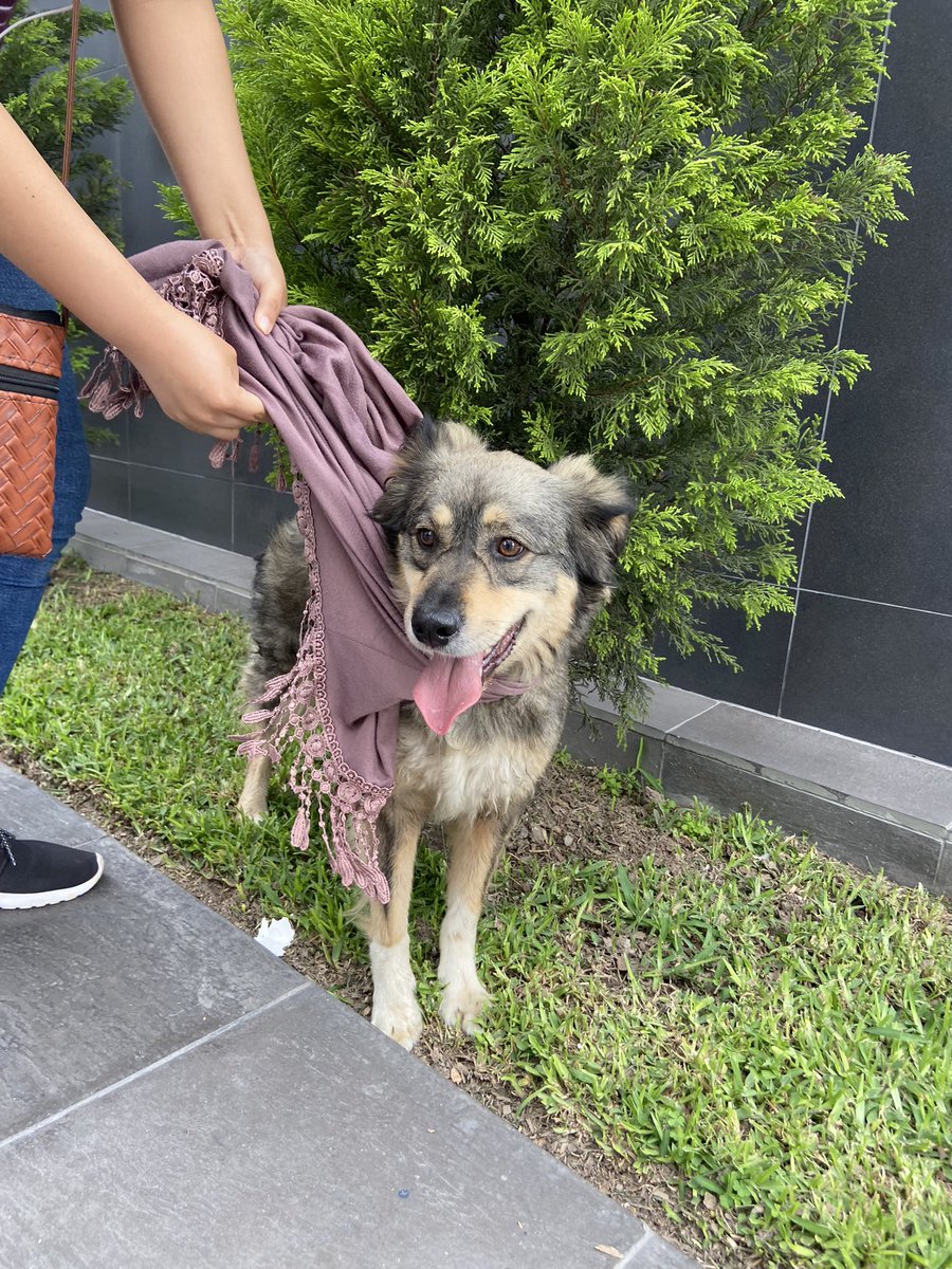 Perrita encontrada entre Lince y San Isidro. No sabe cruzar pistas. Por favor, ayúdenme a difundir para encontrar a su familia o algún temporal.