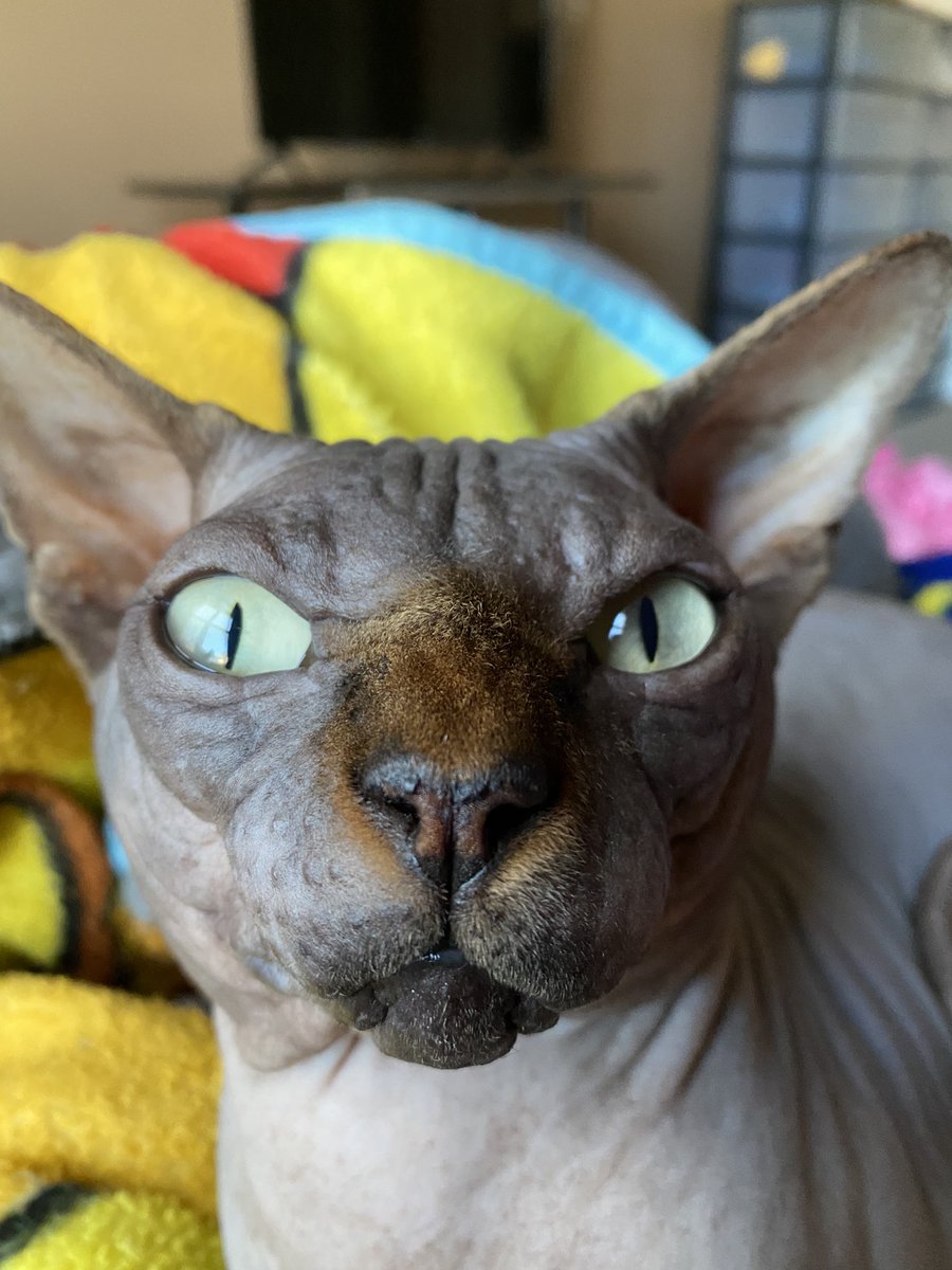 wilbur tweet media
