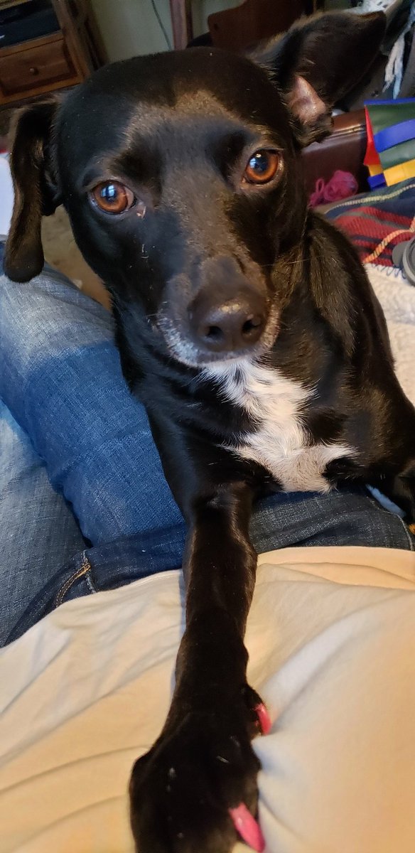 CrazyMomma007's tweet photo. Sweet Sadie Mae needing some attention! #SweetSadieMae looks so sad... can dogs have the #SundaySads?! #RescueDogsofTwitter https://t.co/fl8xK1U5nV