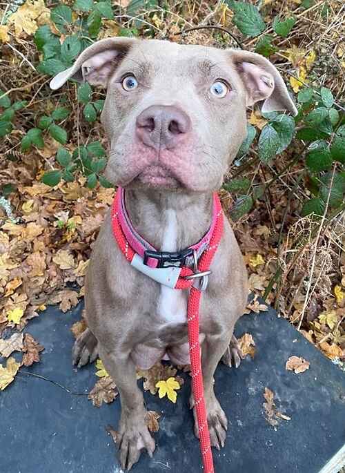 Merlyn the little blue Angel staffie 🌸 tweet media