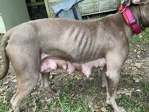 This is Lina she’s only a  year old,a blue staffie and as you can see used repeatably to breed, kept outside beaten &amp;starved these photos are heartbreaking she’s at lastchanceanimalrescue.co.uk she needs a loving special home now,please share this precious angel 😢❤️