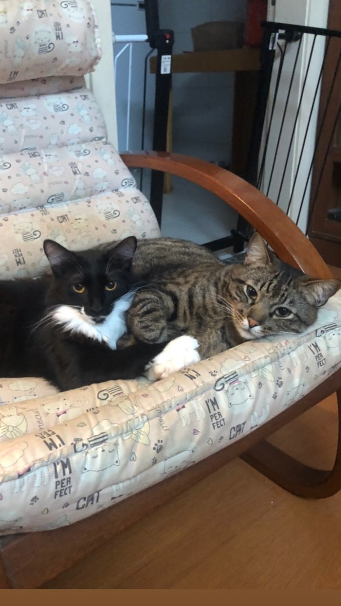 cat window hammock petbarn