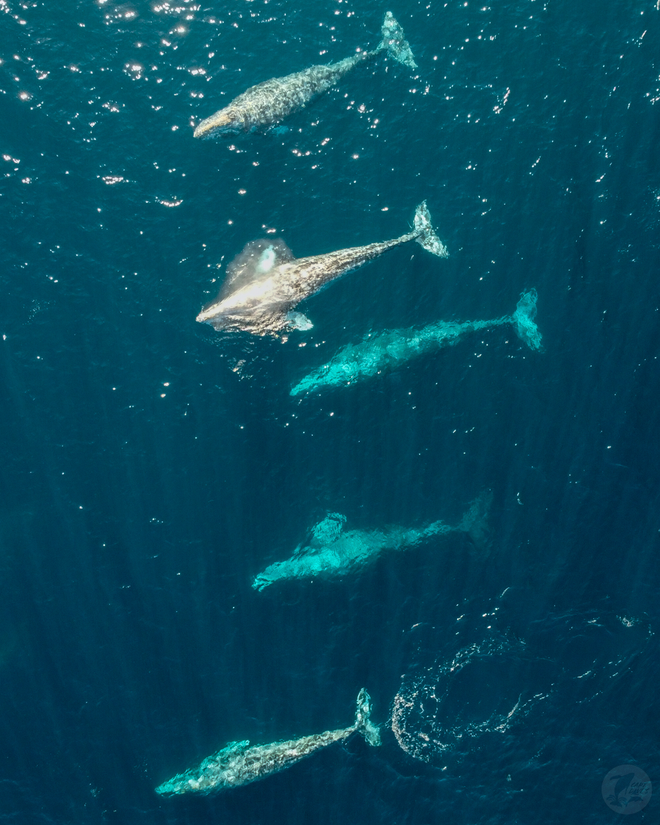 Gray whales make one of the longest migrations of any mammal, with most of the eastern North Pacific population swimming upwards of 10,000 miles round-trip. We enjoyed spending time w/ gray #whales &amp; common dolphins yesterday. 
(📷: Grayden Fanning 2.15.20)
#optoutside #danapoint
