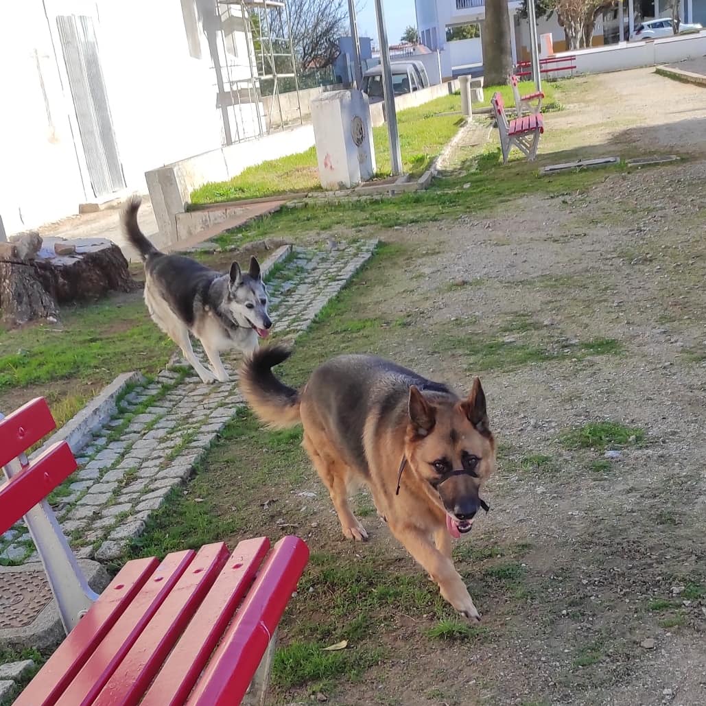 Home sweet home 🏡 🐕‍🦺🐕‍🦺❤️