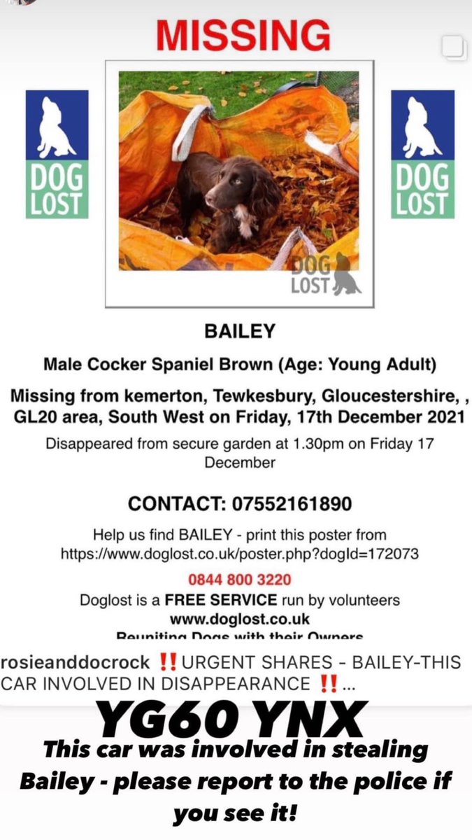 Kathrynstyan's tweet photo. Cocker spaniel, believed stolen, latest thoughts are that he could now be in Oxfordshire! Spread far and wide please folks. Take note of number plate  YG60 YNX, also involved in other crimes locally #stolendog #bringbaileyhome https://t.co/HEJLp7Ndaf