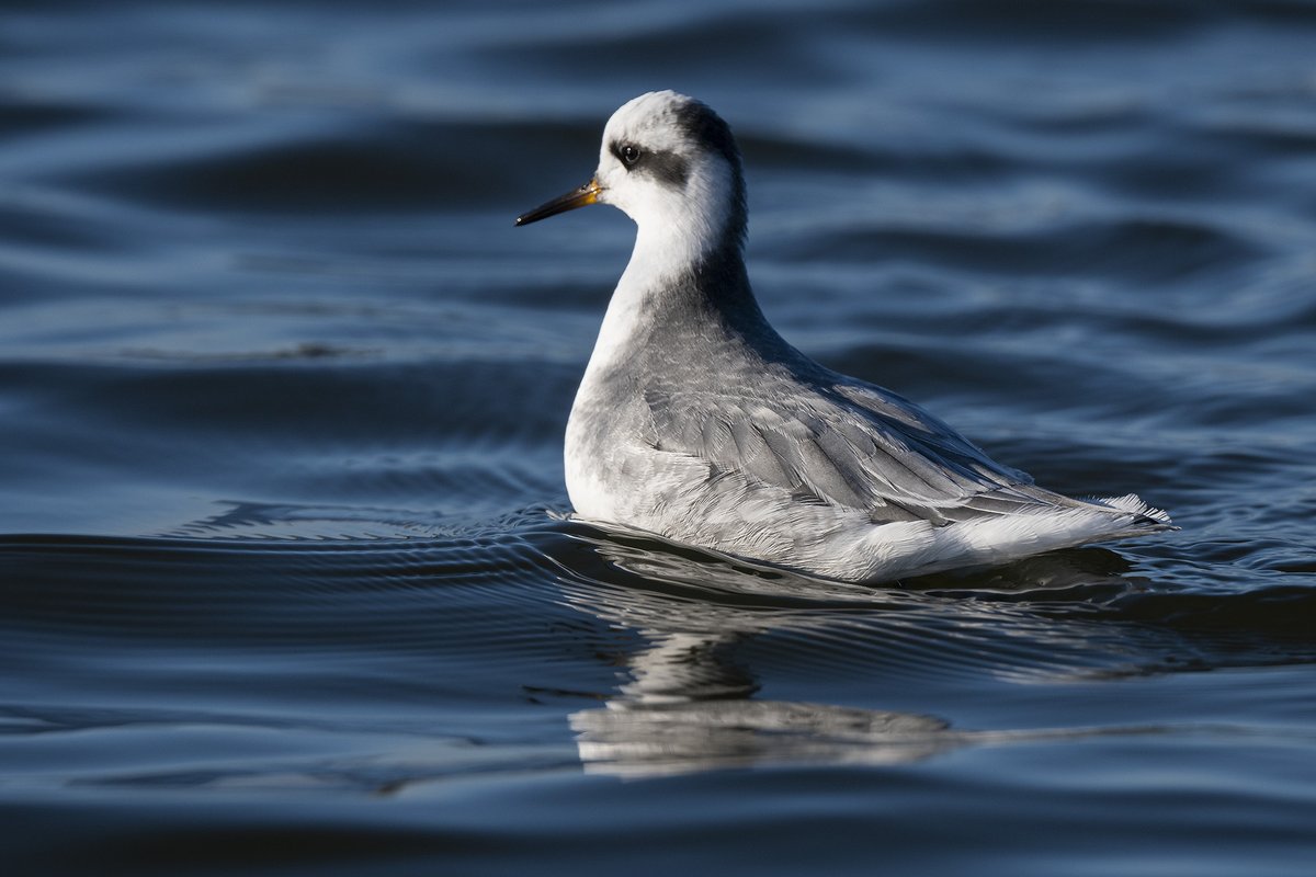 Deze voor #Zoetermeer zeldzame #Rosse_franjepoot gekiekt.(klik foto)<a href="/vogelnieuws/">Vogelbescherming NL</a> #Zoetermeer #Theus #Nature_Photography #Red_Phalarope <a href="/IVNzuidholland/">IVN Zuid-Holland</a> @Natuurmonument <a href="/ZHLandschap/">Zuid-Hollands Landschap</a> <a href="/waarneming/">Waarneming.nl</a> <a href="/vroegevogels/">Vroege Vogels</a> @natuuronline @naturanotitia #natuurfotografie #volgdenatuur #vogelskijken