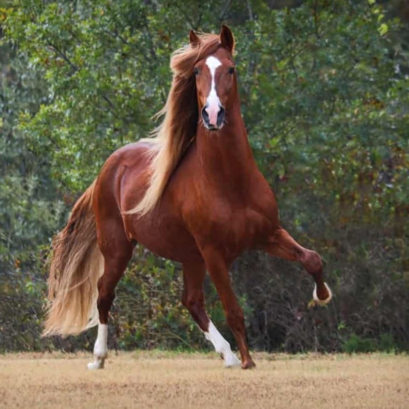 Hi <a href="/zed_run/">zed_run</a> fam! Hope the breeding tutorial streamed yesterday was helpful. Monday 12/20 will be part 2, What to do after you've bred your horse? Griffins are slow to fill right now, so it will be impromptu. I'll post when live but it will also be recorded twitch.tv/lacyafterdark