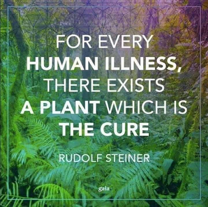 AbdulWahab7816's tweet photo. For every human illness, There is a plant which is the cure
#BEMSRIGHTs
@nhsrcofficial
@hecpkofficial
@PHC_Punjab https://t.co/n9gGWmQe4h