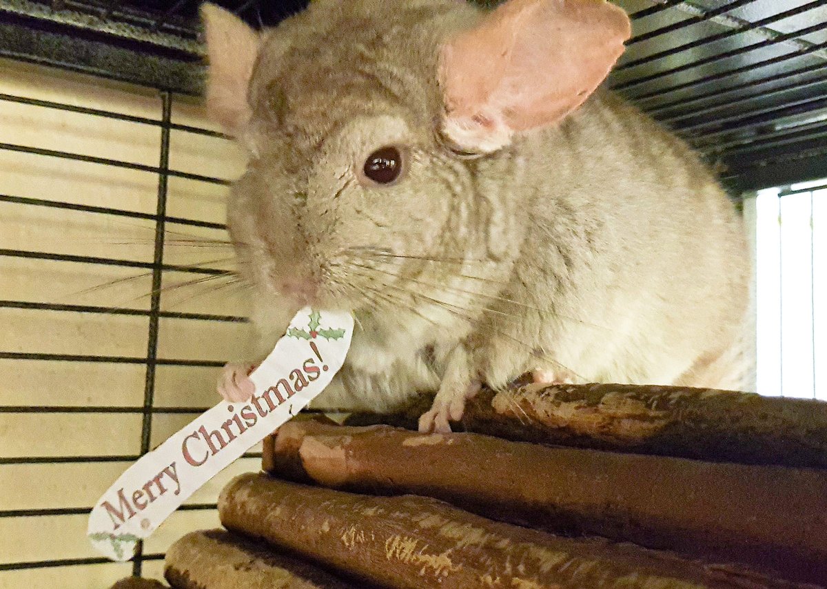 AdoptionsUk's tweet photo. Please retweet to help Mikey find a home #BRISTOL #ENGLAND
Shy Chinchilla looking for a home with experience. He has a heart murmur but been very well since in the shelter. Can you help?
DETAILS👇
https://t.co/RylooaTaPK
#Chinchilla #pets #UK #AdoptDontShop #Sunday https://t.co/sdZ0wb5hem