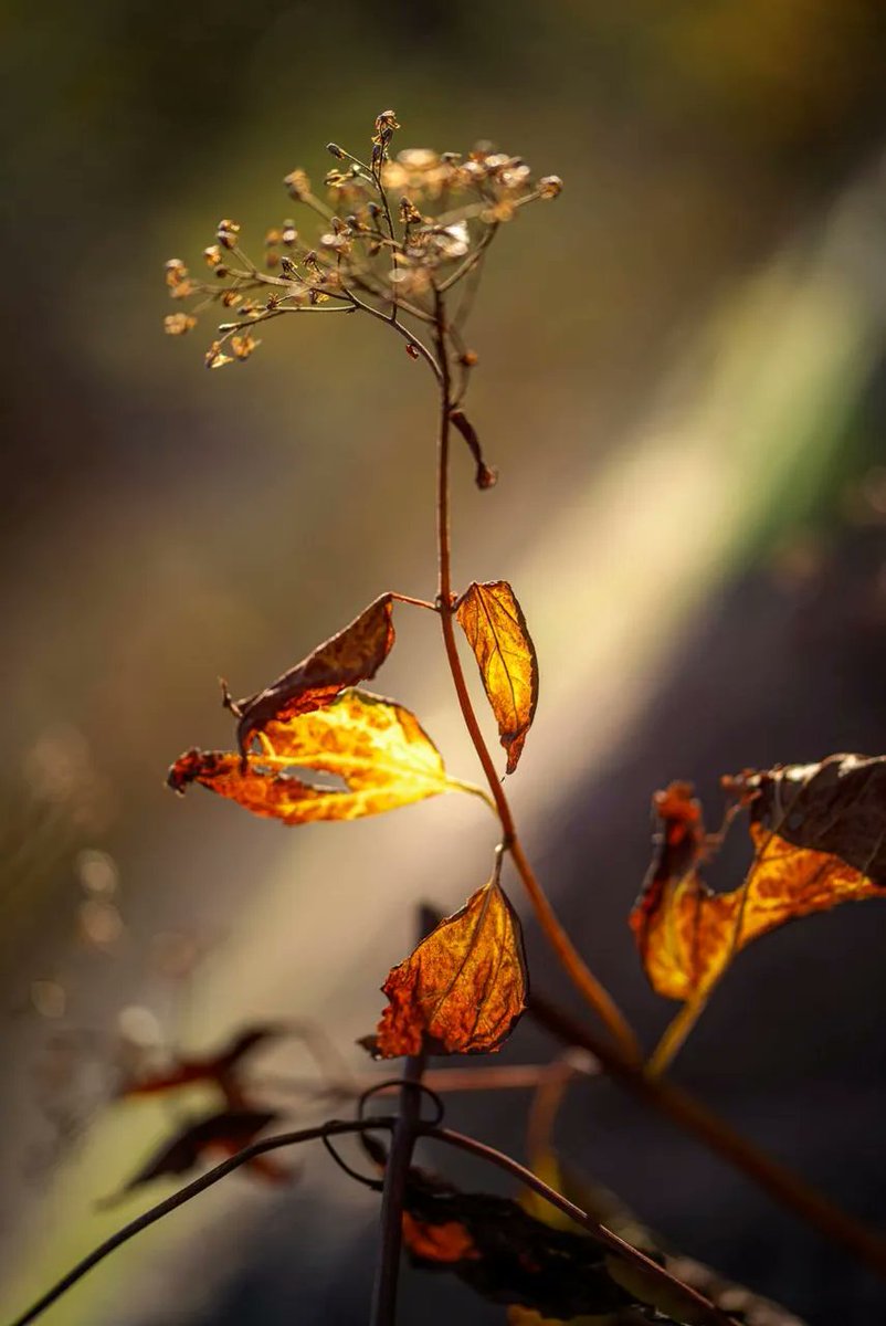 In this month's In Spirit column, Mariette Raina interviews Stéphane Desmeules, nature and bodyscape photographer:

Dans l'émission In Spirit de ce mois-ci, Mariette Raina s'entretient avec Stéphane Desmeules, photographe de la nature et du corps:

buff.ly/3sjnvJ6
#nature