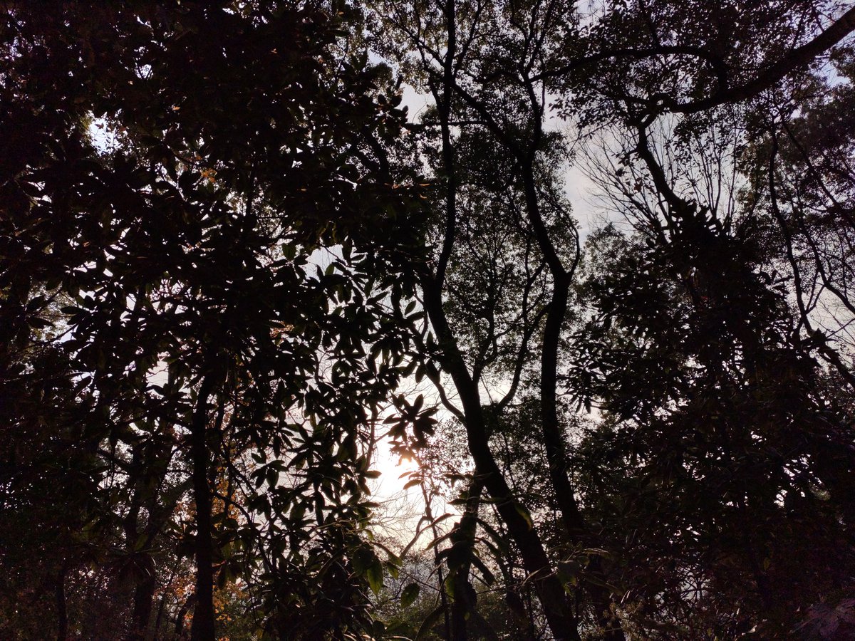 EPSSOC's tweet photo. If you truly love nature, you will find beauty everywhere.
––from @forestservice
#sunset among the #forest. https://t.co/YhkwLj7yV8