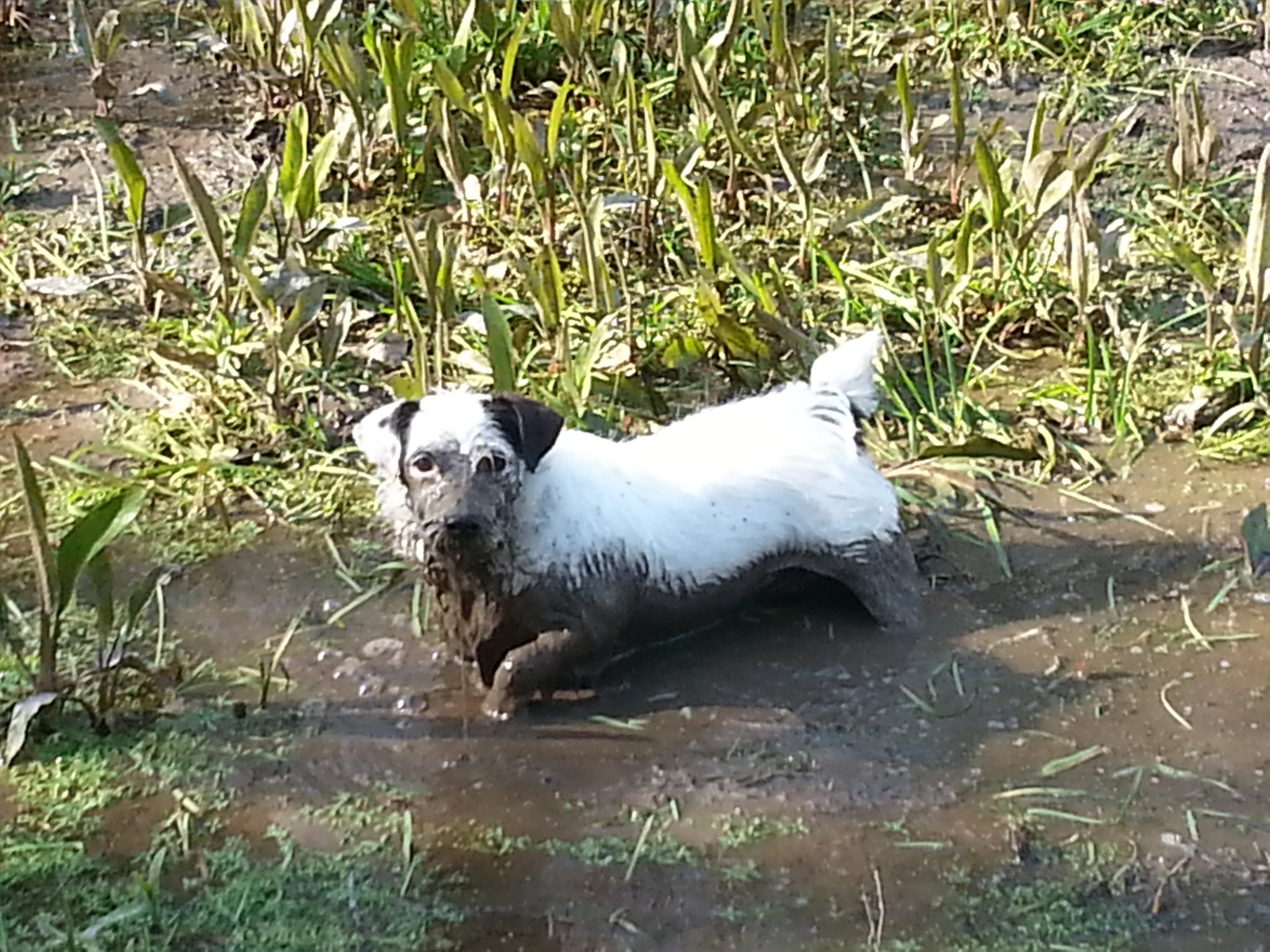  Happy Birthday Corry. This is Mac, my Parsons Jack Russell - as you can see he\s rather fond of mud! 