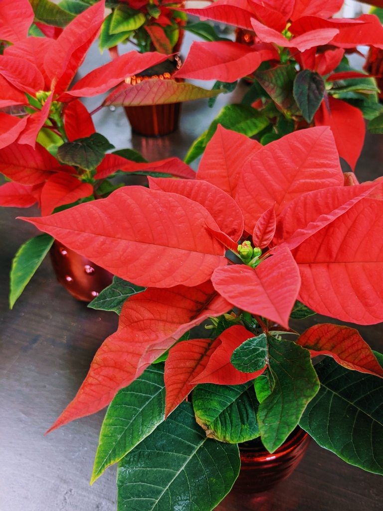 Only 4️⃣ days left to shop at #TomsThumbNursery this year! Can you believe it? Put on your coats + clear the trunk -- you don't want to miss this End-of-the-year sale! 🎄