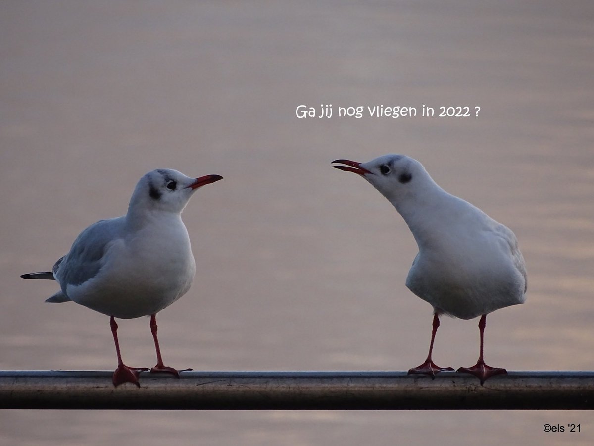 Els Knol-Licht (@elslicht) on Twitter photo 