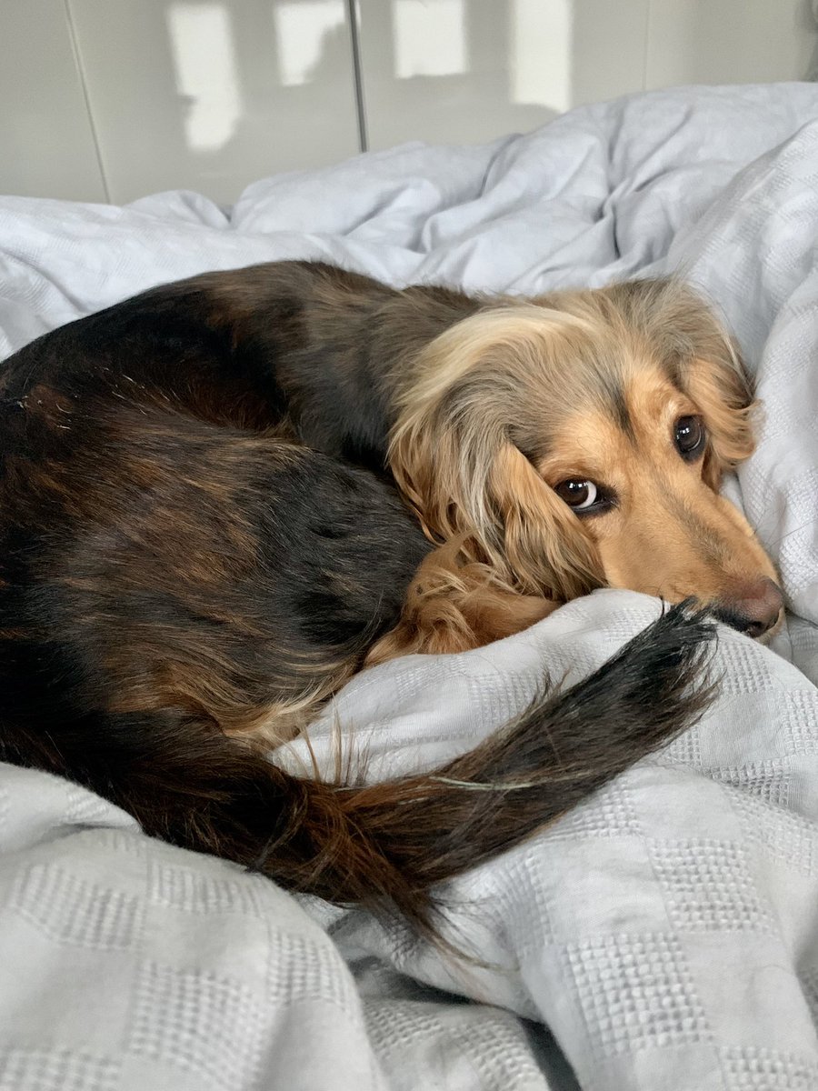sburgess88's tweet photo. Blwyddyn cyfan o Lexi 🧡 https://t.co/LZNEOZa3oY