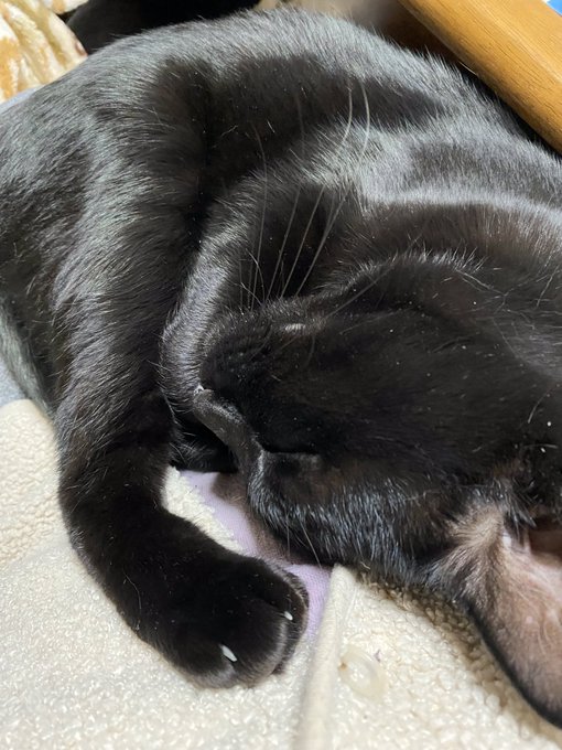 母のお腹の上で寝る甘えたちゃん 