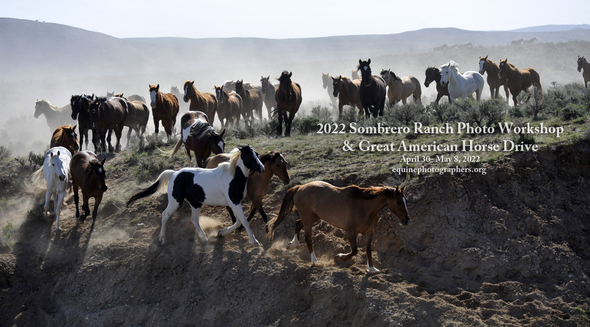 EPNet's tweet image. Join us for our fourteenth year for the Colorado Cowboys and Great American Horse Drive, May 2022:
equinephotographers.org/sombrero-ranch…