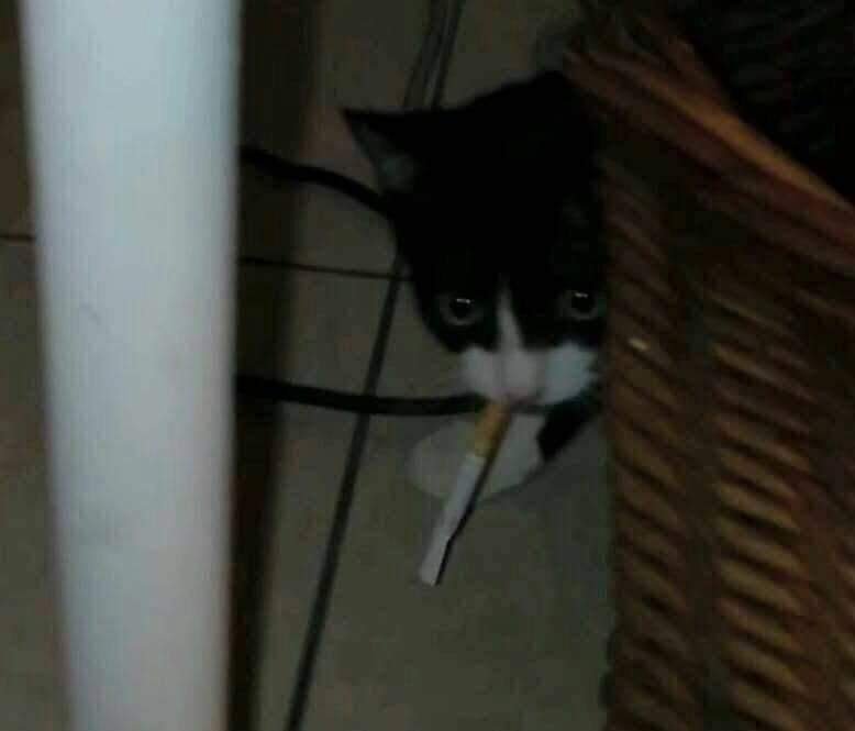 Will_Wessner's tweet photo. @BillyM2k Aqui no brasil, só dá pra confiar nos dog mesmo. Porque até meu gato já peguei roubando meus cigarros. https://t.co/nVraiuzp3F