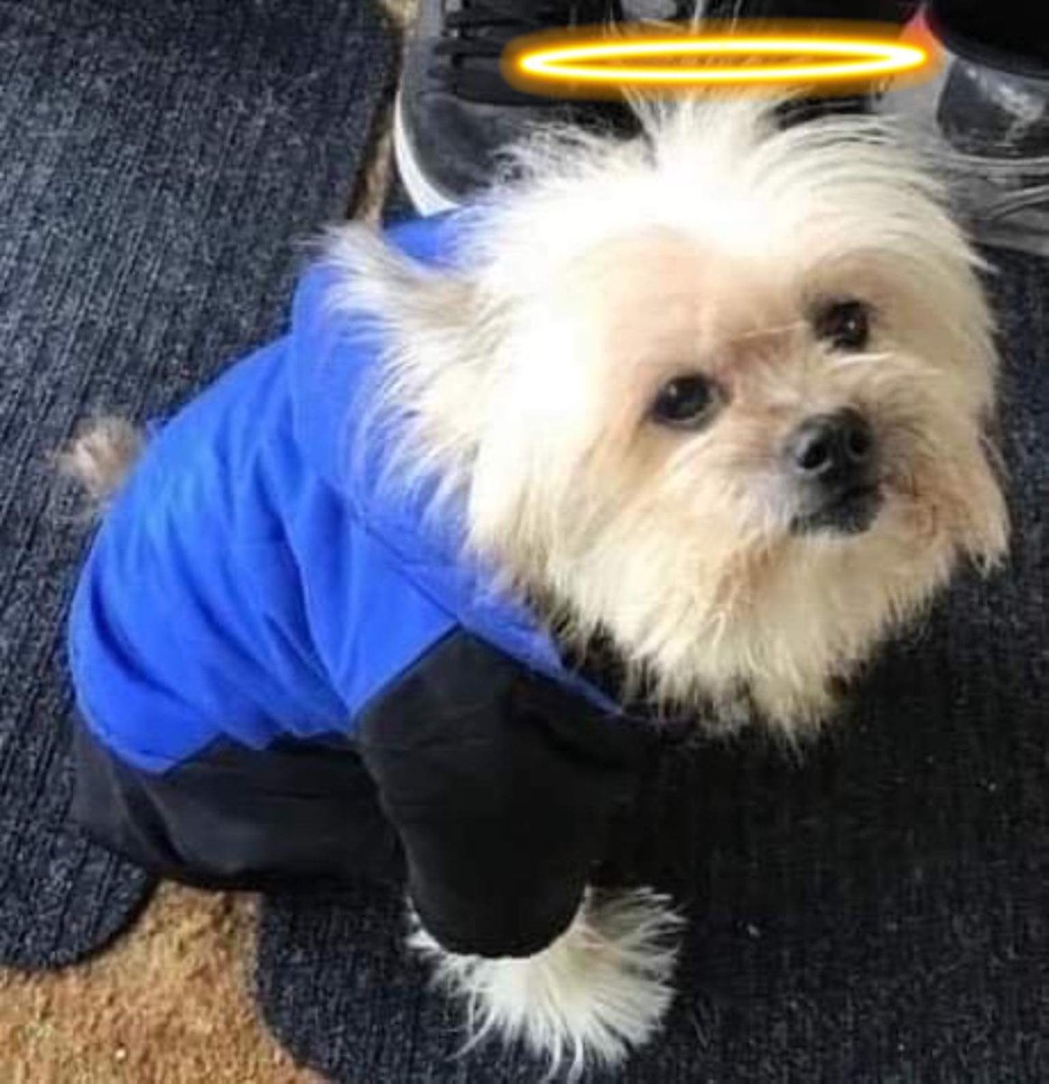 ❣️❤️Merlin& Archie 😇@AngelMocha12🇨🇦🌹Me tweet media