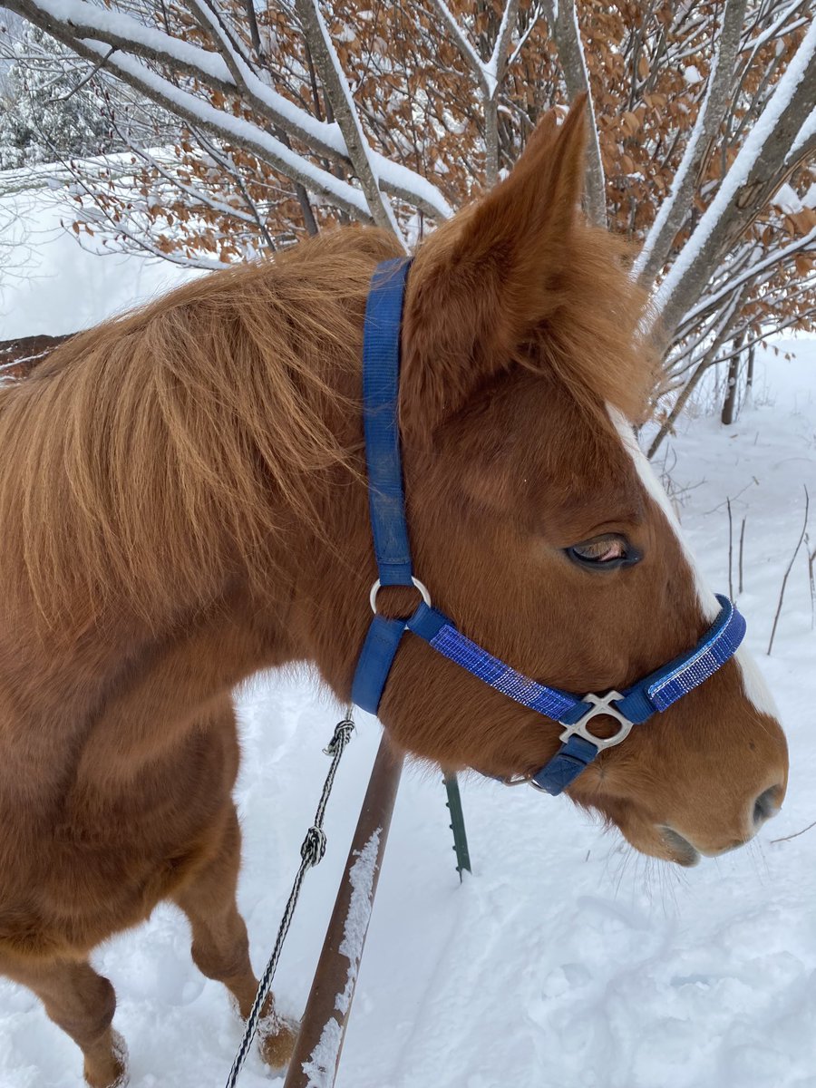 thinlizzy17's tweet photo. She’s pretty in the snow. #OTTB #EnglishSoul https://t.co/oWA2jp3ibE