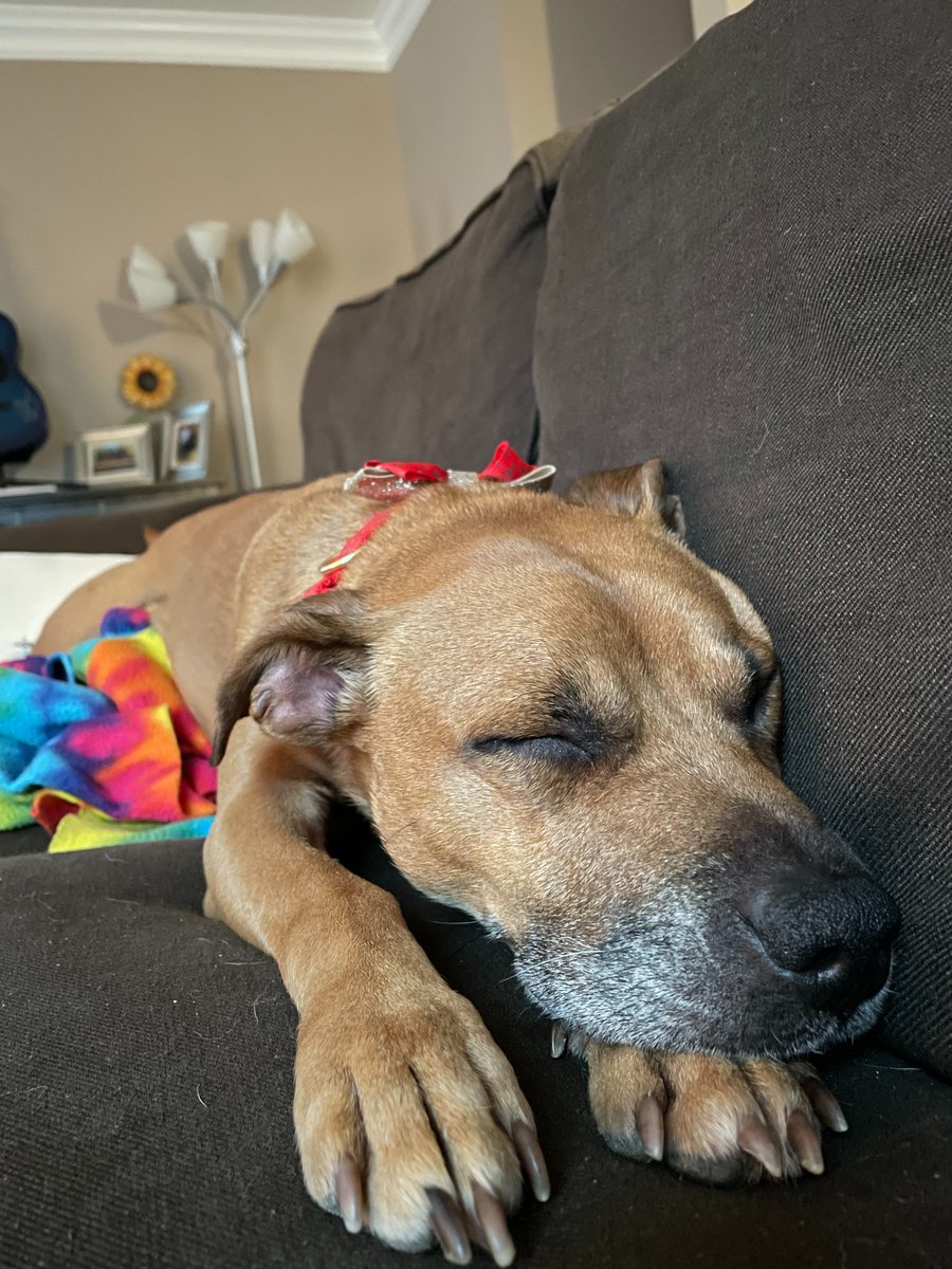 Local Token tweet media