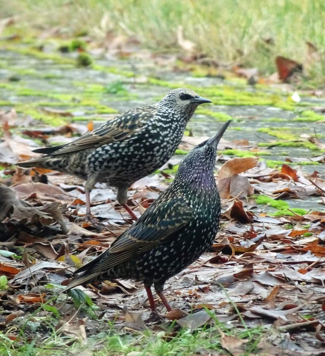 bundweb's tweet image. Und ein zweiter Star kam auch noch...
und am Ende waren es ca. 35 Stare, die im Garten auf dem Boden auf Nahrungssuche gingen. 

#star #wintervögel #neuhof #taunusstein #rheingautaunus #hessen #vogeldesjahres2018
