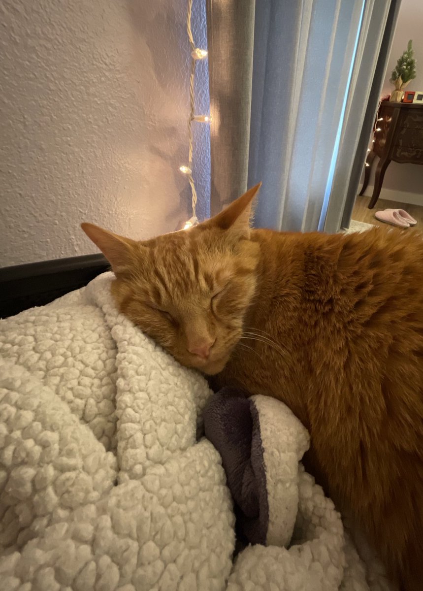 mcgeeforrestcat's tweet photo. 💤 https://t.co/MPF3ONO1uR