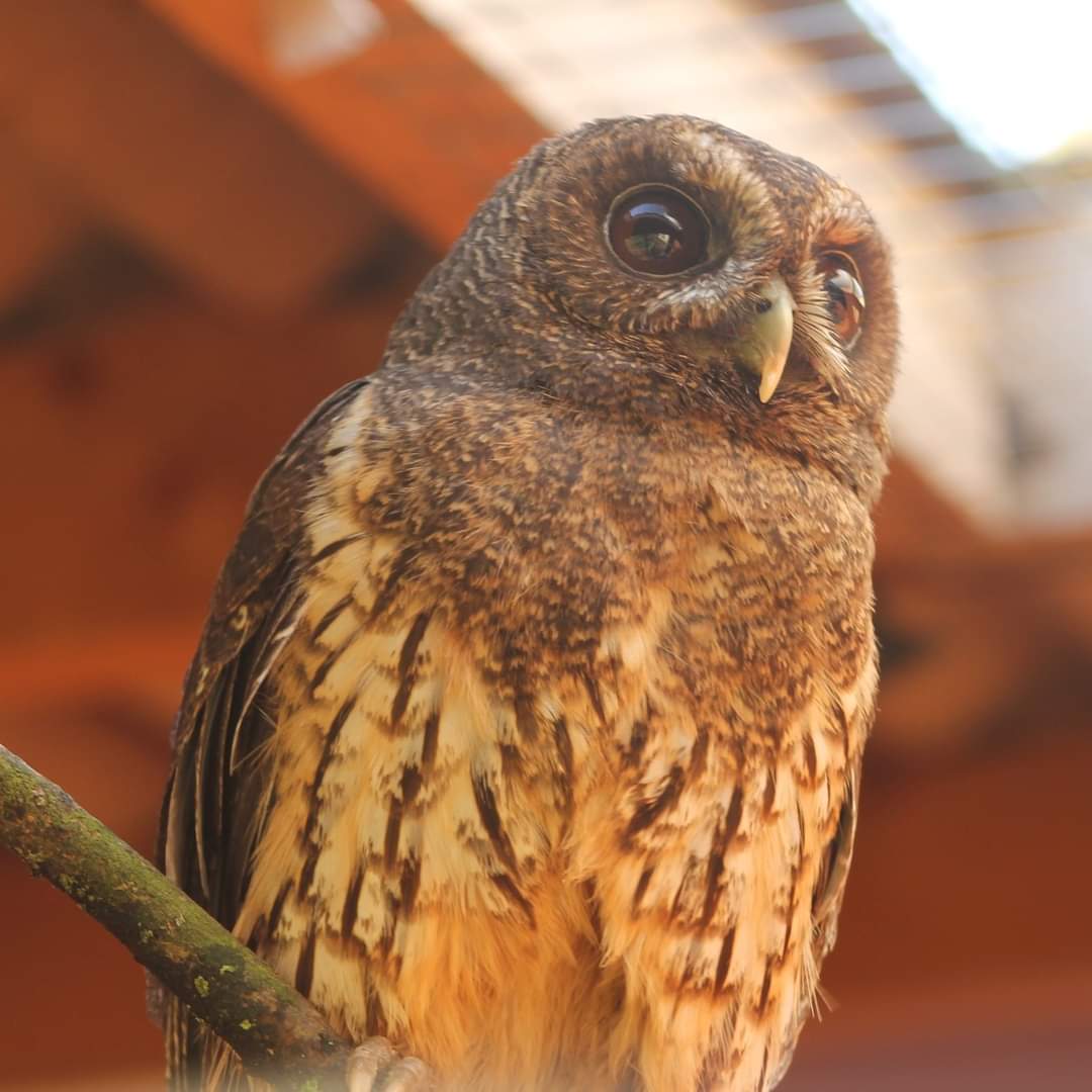 We're open now every day until January 3rd, excluding Christmas Day, Boxing Day and New Years Day! 
Our new Animal Training Academy is open for sneak-peak previews too throughout the Christmas break! 
Our opening times can be found here: abcwildlifepark.co.uk/visitor-info/o…