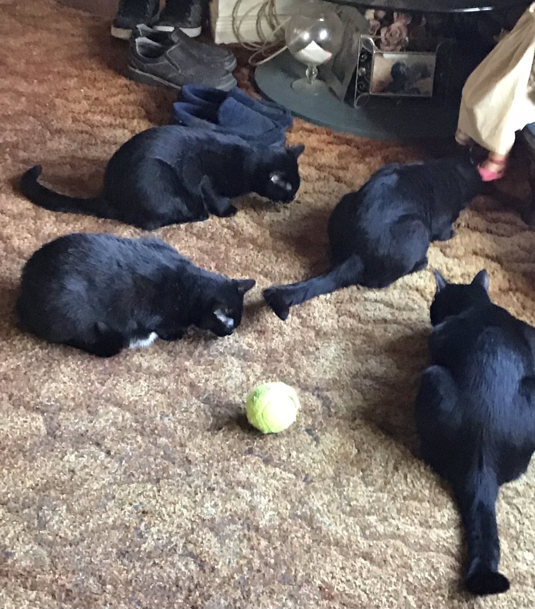 ❣️❤️Merlin& Archie 😇@AngelMocha12🇨🇦🌹Me tweet media