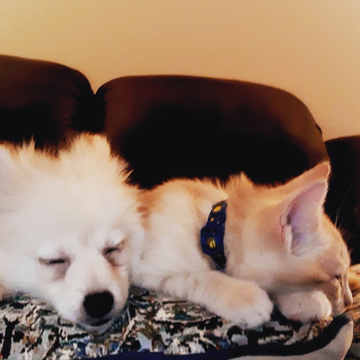 Their first day home, together. 
#furbrothers