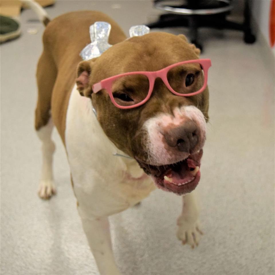 NaperHumane's tweet image. Weekly Eddie update:
Still here. Still cute. WHAT ARE YOU WAITING FOR?!
Eddie's about rounding out 270 days with us. Unacceptable! Single for the holidays? Not anymore! Eddie is the number one wing man. 
RT Eddie's photo shoot to find his furever home! #AdoptDontShop