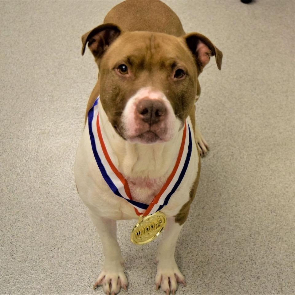 NaperHumane's tweet image. Weekly Eddie update:
Still here. Still cute. WHAT ARE YOU WAITING FOR?!
Eddie's about rounding out 270 days with us. Unacceptable! Single for the holidays? Not anymore! Eddie is the number one wing man. 
RT Eddie's photo shoot to find his furever home! #AdoptDontShop