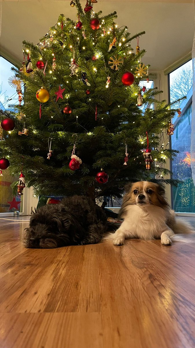 My sweet dogs are watching over the christmas tree 2021.