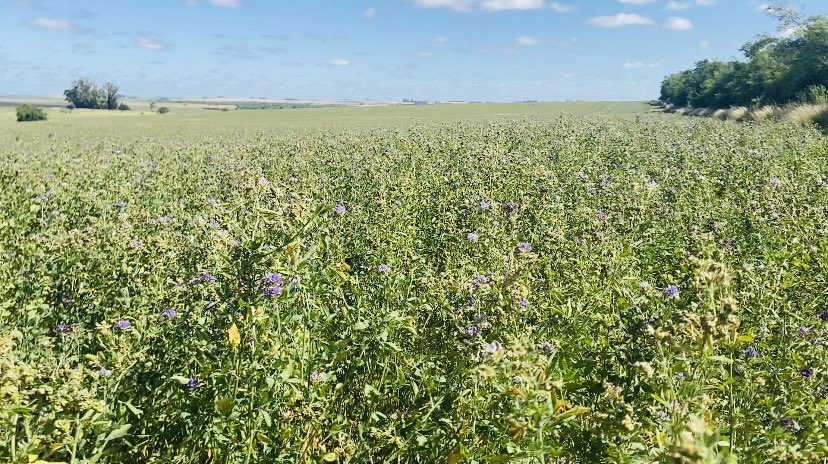alesolsona's tweet photo. Semillero Alfalfa Chana, con una politización profesionalizaba buscando superar techos de rendimientos 💪🏼@CopagranUy @PGGWrightson_UY https://t.co/D5ac3rjujd