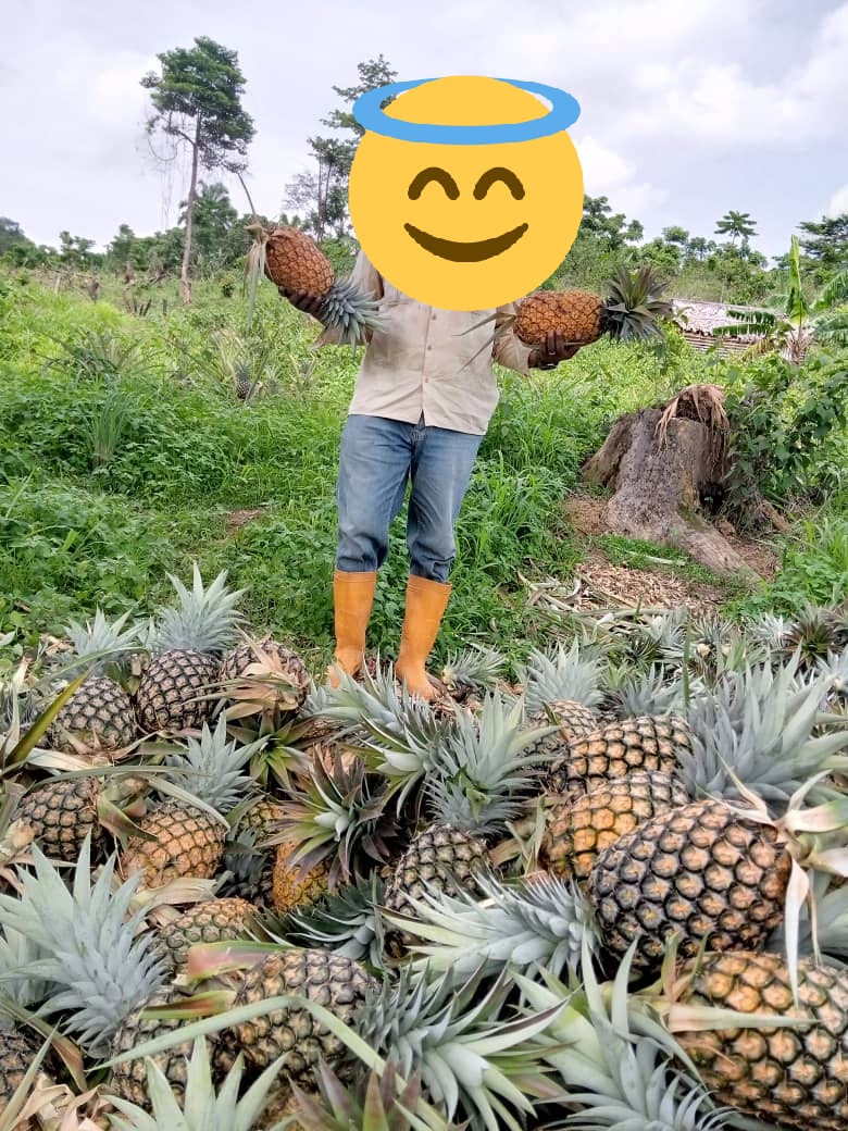 AgribusRipefas's tweet photo. La récolte des ananas s'effectue déjà !
#Entrepreneur
#tofulana
#consommonsbio https://t.co/jMD8SaWegG