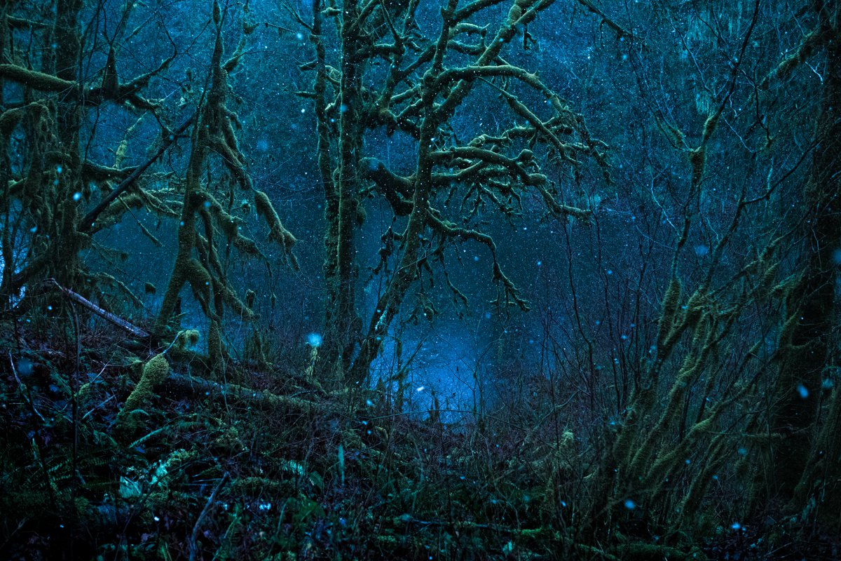 connorgrasso_'s tweet photo. Eerie photos I took in a rain forest. https://t.co/Uw9mJ23OMo