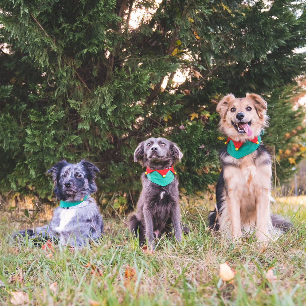 “Pigs in blankets, you say?”

#DogsOfTwitter #PigSInBlankets
