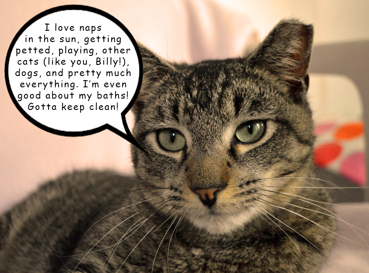 petsalive's tweet photo. Billy: Ah, I can see why. It's not because of your personality, that's for sure! Tell everyone about yourself!
#CoffeeTimeWithBilly #SeasonEnding #NewSeasonSoon
Adoption Application: https://t.co/u97zHvKrlt
Petfinder Profile: https://t.co/sHnnSvqoXB https://t.co/xw1RCWTh9H