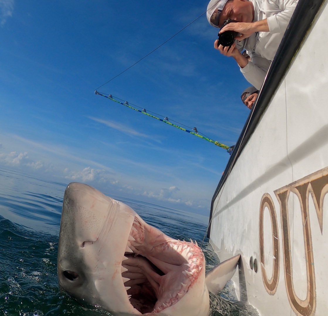 ChipHHI's tweet photo. It’s begun. Hooked 3 great whites yesterday, landed 2.  From 8’ to 12’ and over a grand in weight. Sat tagged and curious if these guys stick around or head to the Gulf of Mexico like a couple did last yr. Love this stuff! @MA_Sharks you ready? https://t.co/6jrHbCZ3zA