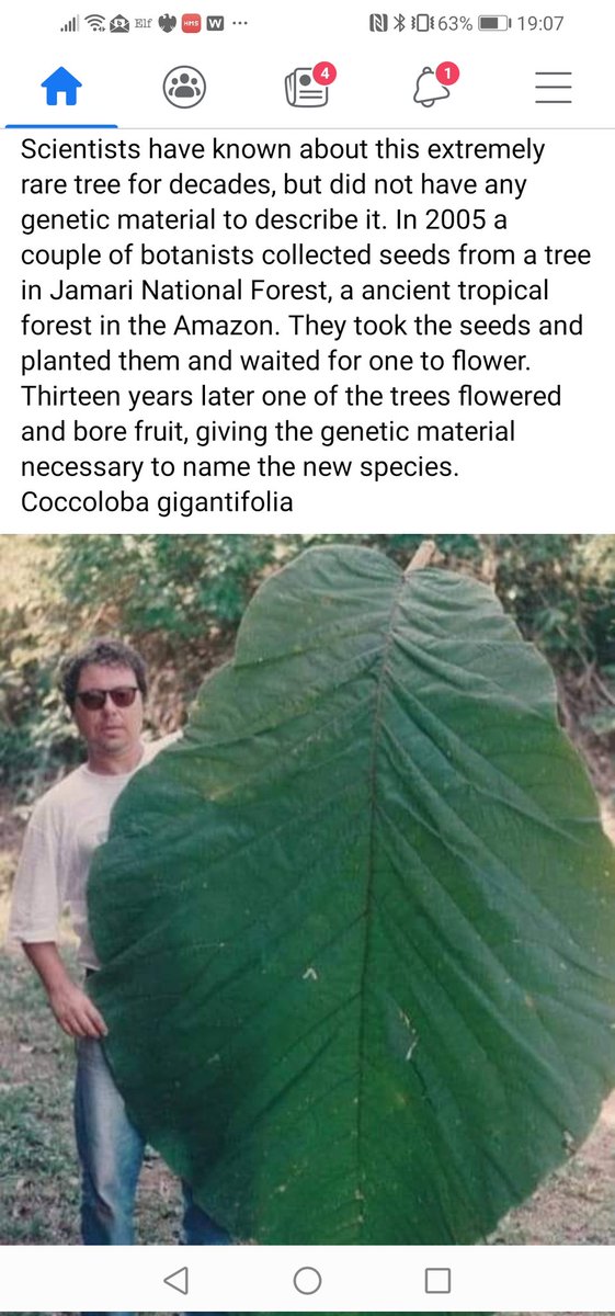 Exoticearthplan's tweet photo. Between us @MikesRarePlants @GardeningSaul @Devsubtropgdn @DorsetTony one of us has to try this. Coccoloba gigantifolia. #searchinggoogle https://t.co/tJ46HWtBt3