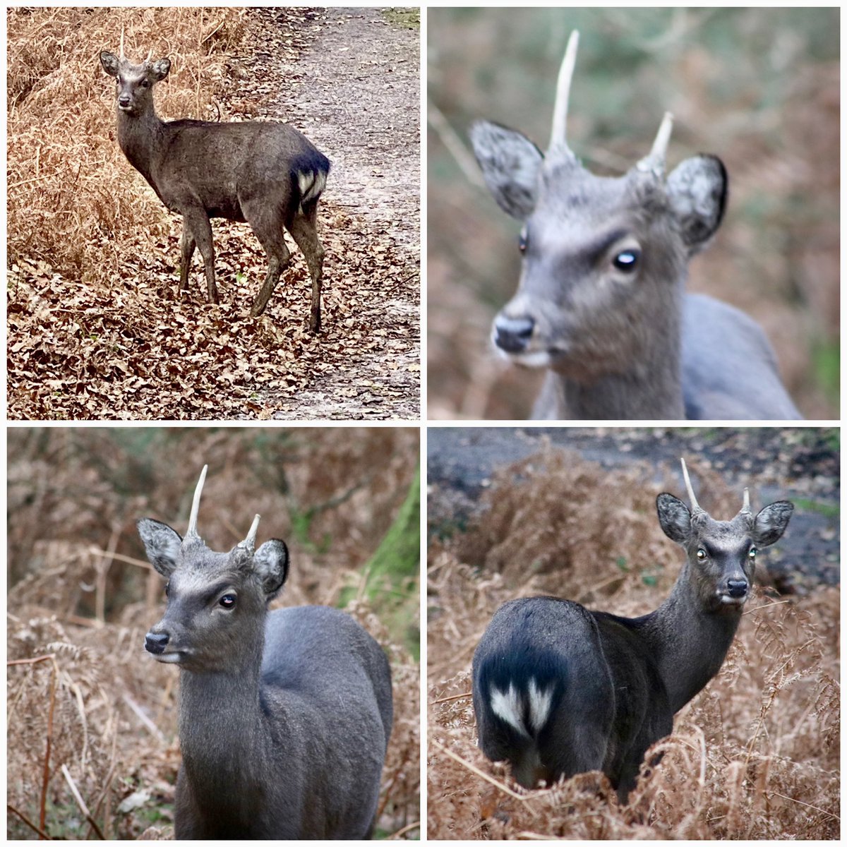 mariatkemp's tweet photo. Beautiful encounter with a Sika deer @RSPBArne 
In no hurry to move on, just happy munching away on the side of the path. Beautiful! https://t.co/mBEmG4TnQu
