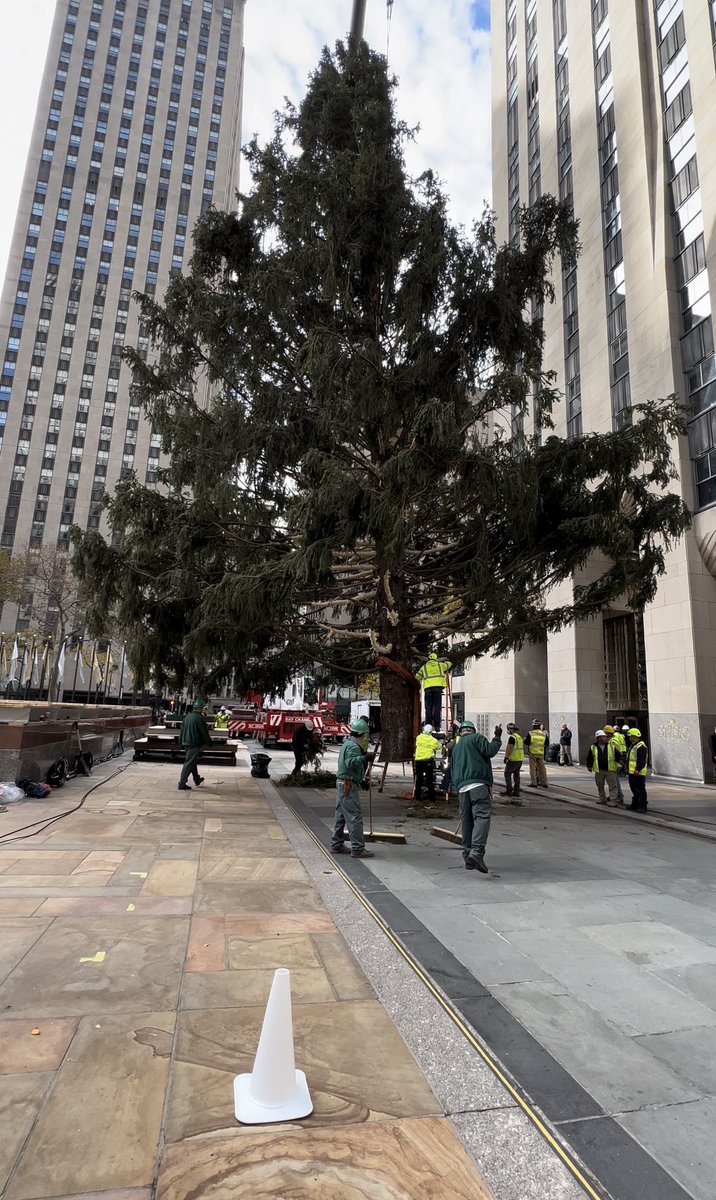 HereInNYC's tweet photo. @30RockTree Talk about a transformation https://t.co/vkOW3ExzcO
