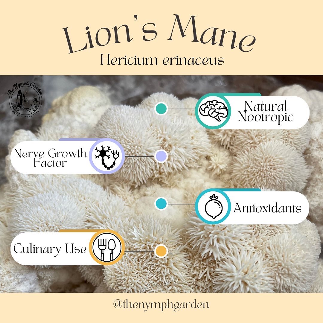 An overview of Lion’s Mane (Hericium erinaceus) 🍄🧠💪🏽

⁃ Boosts your mental output
⁃ Strengthens neuromuscular connection
⁃ Reduces oxidative stress
⁃ Nutritionally functional food with endless culinary potential!

Find it in our new MYCO blend! 🦁
thenymphgarden.com/products/myco-…