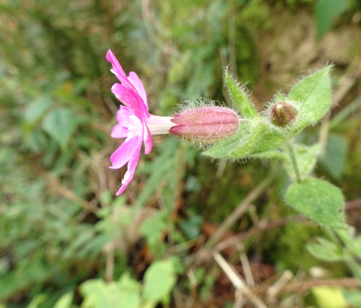 Red Campion spotted Monday this week near #HornerWater #Exmoor #RedCampion #wildflowerhour