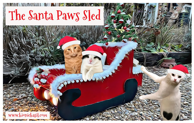 whskr's tweet photo. Holy Sleighbells Batman. Check out this homemade kitty sleigh!! Bionic Basil® home of Basil and The B Team: Crafting With Cats ~ Part XXVI ~ Catmas Special ~ https://t.co/szQWcgdWpt #catmas #handmae #homemadefun #sleighbells #crafting #catlovers https://t.co/3FvpwkHam9