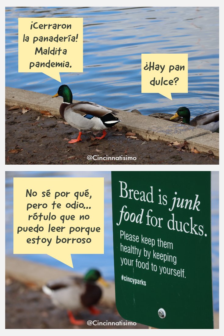 cincinnatisimo's tweet image. Pato Patricio y Pánfilo se quedaron sin pan 😕
#cincyparks #cincinnatisimo #pandulce #pato