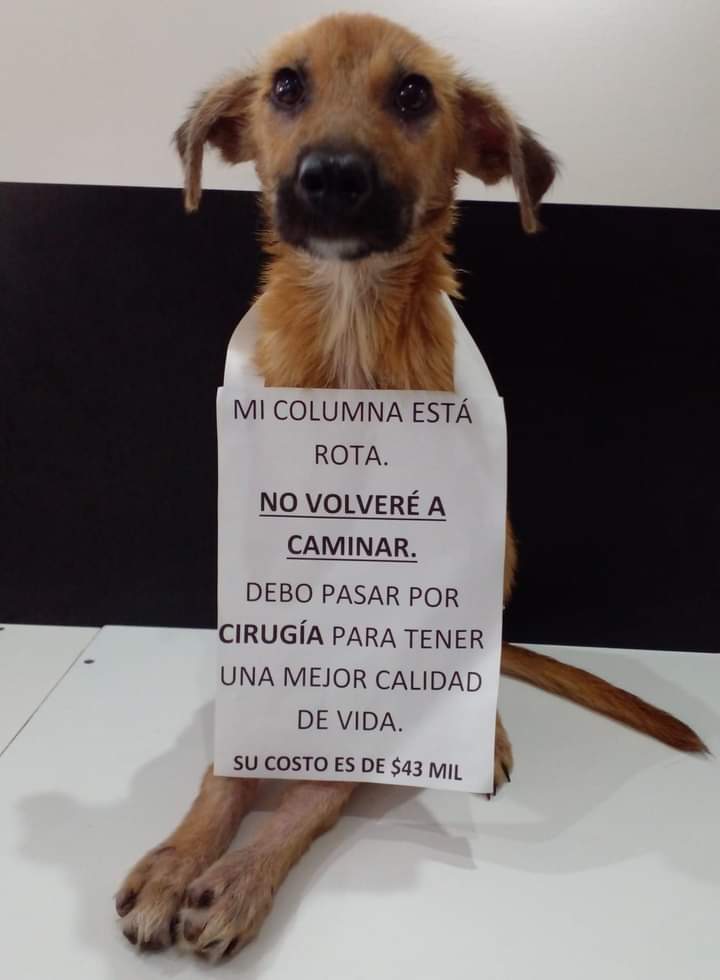 Tabyta201's tweet photo. 💔🙏Esta, pequeñita guerrera, quiere vivir!!!, una fuerte patada allá en el fondo del km32 Catan, le arruinó su vida. Queda Disca de por vida, pero si requiere una cirujia. Pedimos colaboracion, para Ángel de 3meses, con su columna rota. Está con Maria Belén 1526707948 https://t.co/u9SpsJn1b0