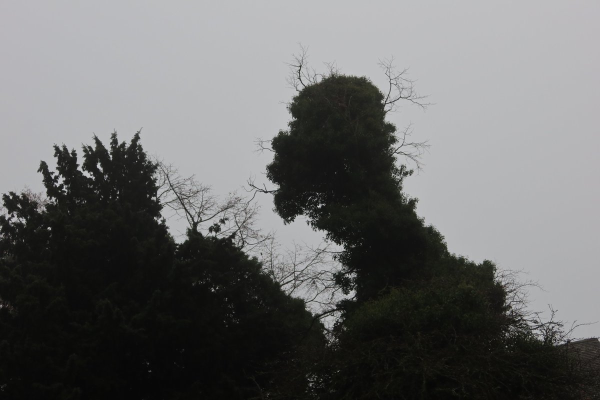 Yesterday I saw a tree that looked like Homer Simpson 🤣😂