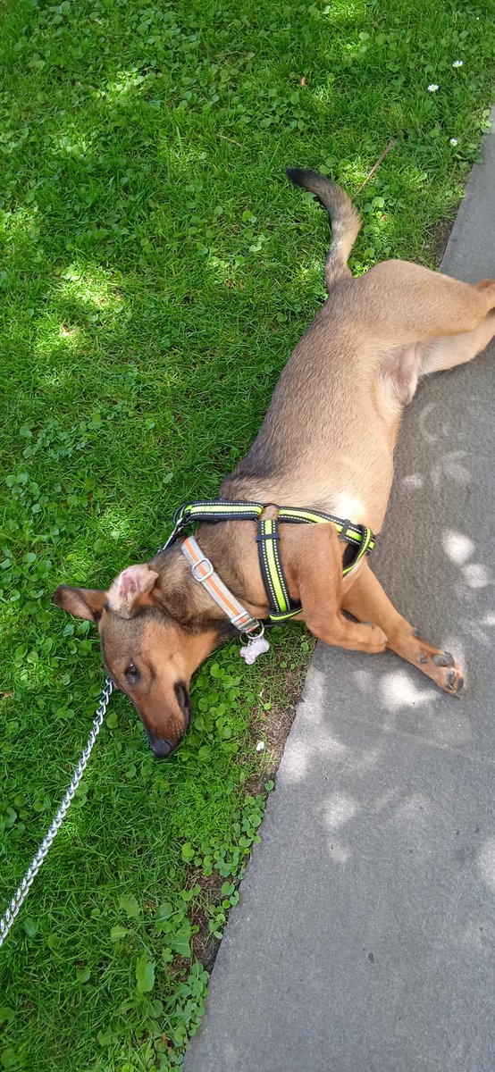 Mi perro después de caminar 4,1km (x2) para acompañarme a votar. #SueltenLasMicros