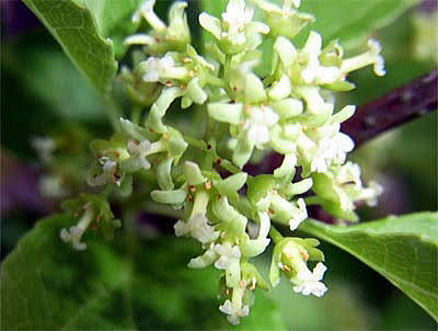 はる 笑顔は無敵 S Tweet お はようございます 今日の花は ツルウメモドキ 花言葉は 開運 私なんか ではなく 私こそ と思えば 道は開けます 素敵な一日をお過ごしください そして毎度happyに たけうちーむ おは戦312dg 愛のいいね 朝活